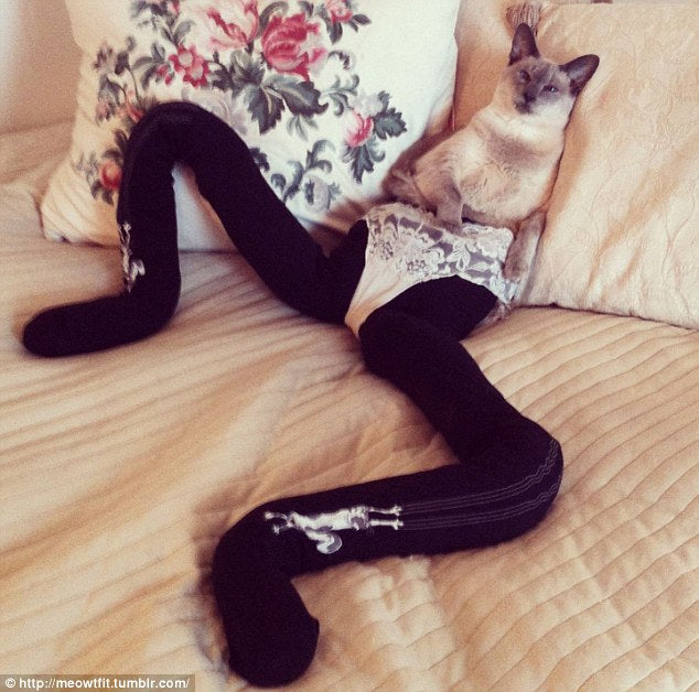 Cats and Dogs in Tights